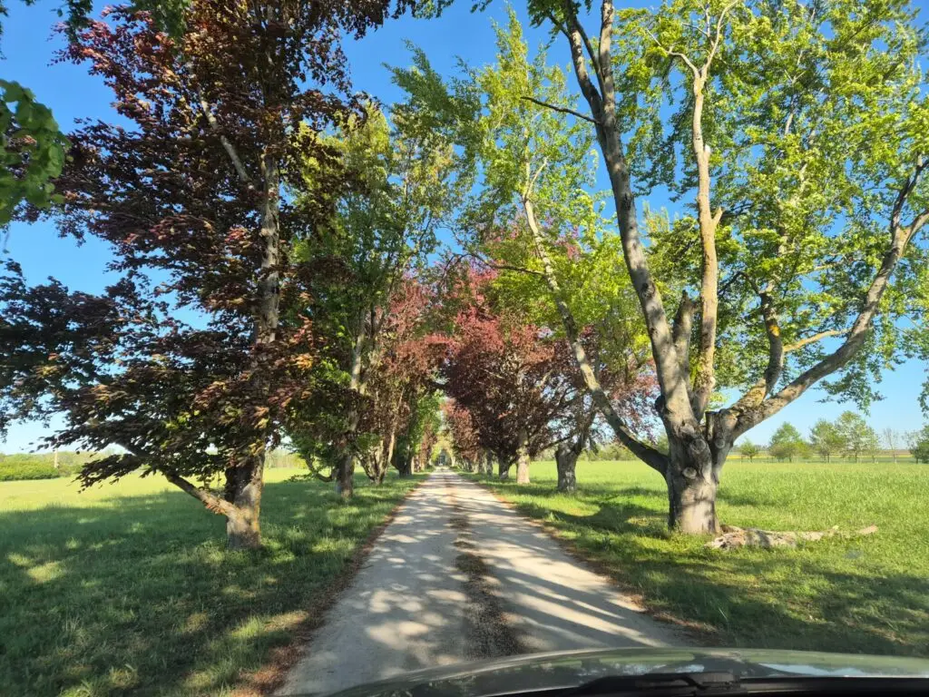 Allée d’arbres bordant un chemin rural ensoleillé